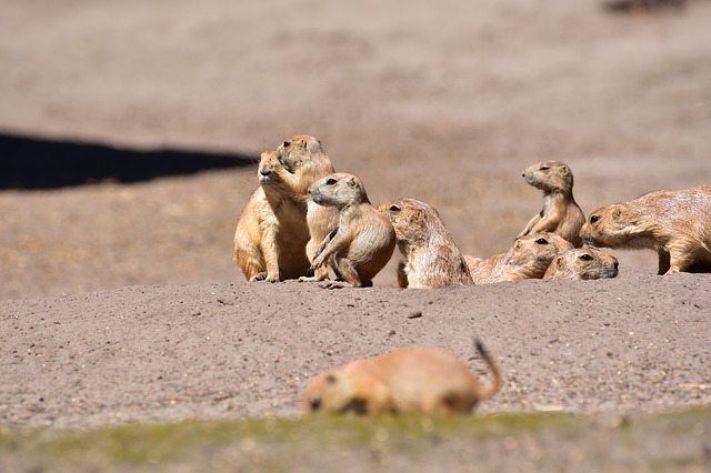 White-Tailed Prairie Dogs – Suicide Runners!